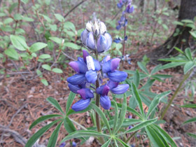 Lupine in Whitehorse Yukon