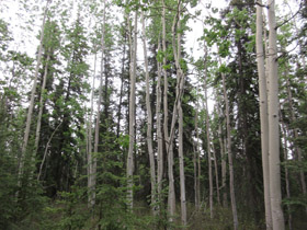 trees in Whitehorse Yukon forest